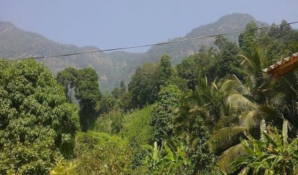 Tea land for Sale in Sri Lanka (500+) | LankaPropertyWeb