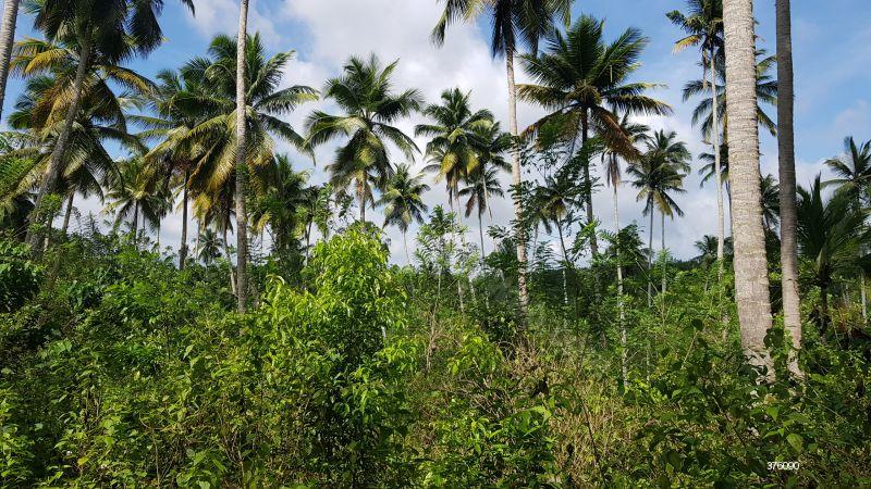 Coconut land for sale in Matara - Large Coconut Estate