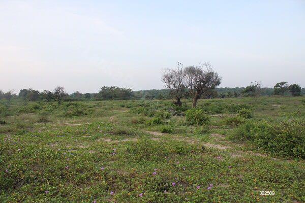 Bare Land for sale in Mannar - Large bare land (5,000 acres) available