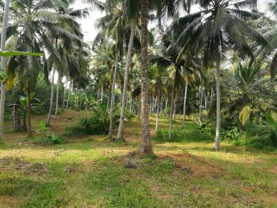 Coconut-lands for sale in Sri Lanka | House.lk