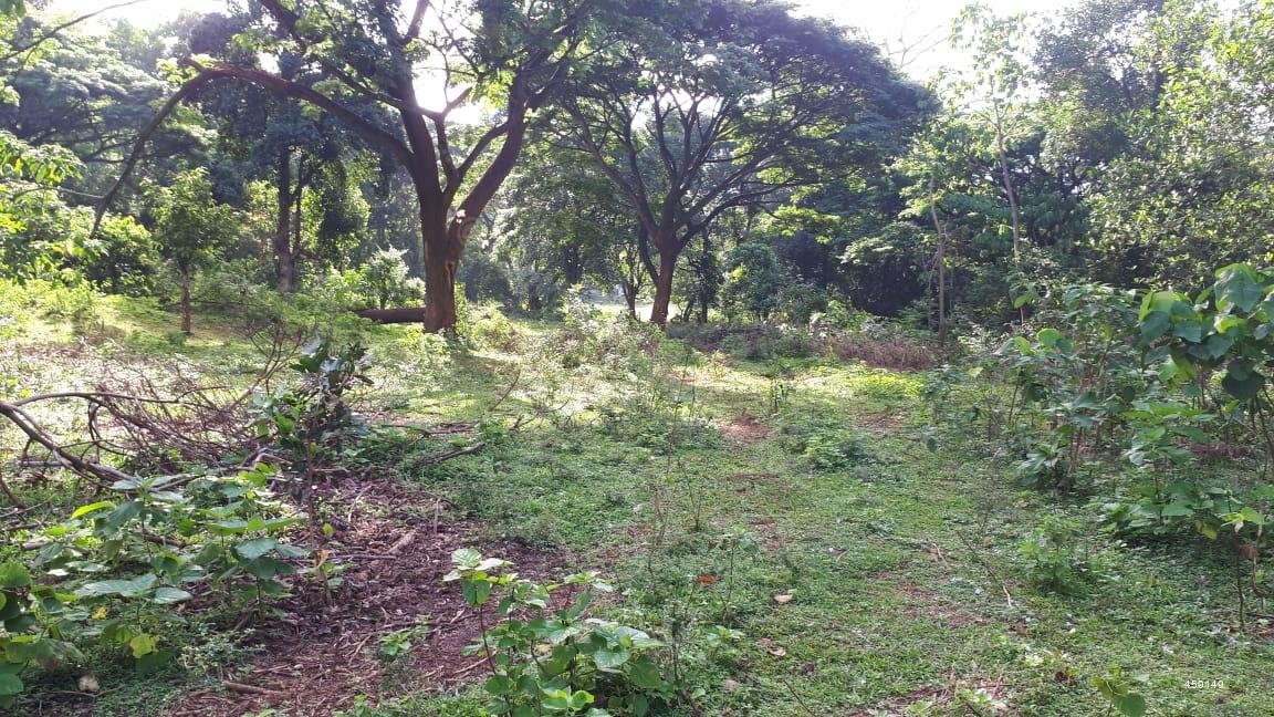 Bare Land for sale in Matale - 216 Acres Matale Bare Land - Cattle ...