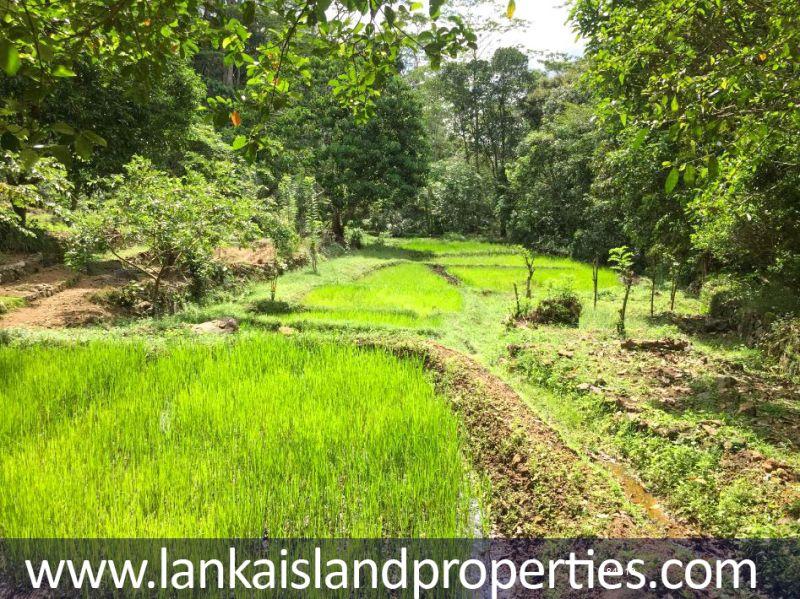  Cultivated Land for sale/rent