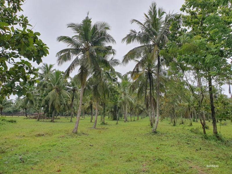 Coconut land for sale in Udubaddawa 13 acres coconut land (including