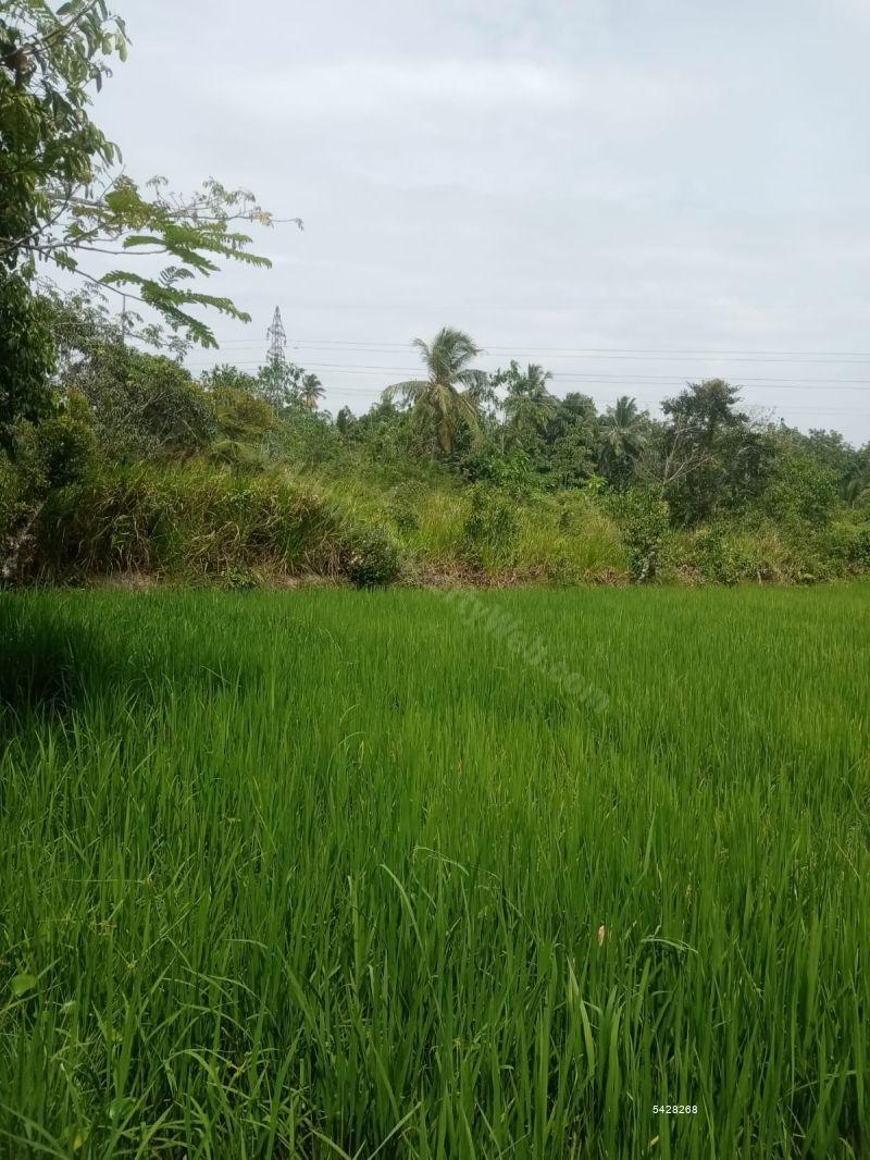  Bare Land for sale/rent