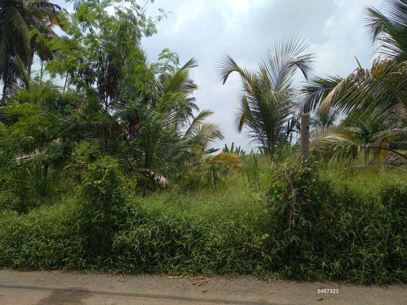  Bare Land for sale/rent