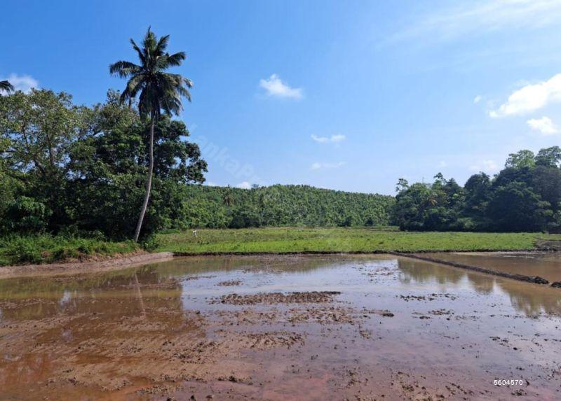 Ahangama Cultivated Land for sale/rent