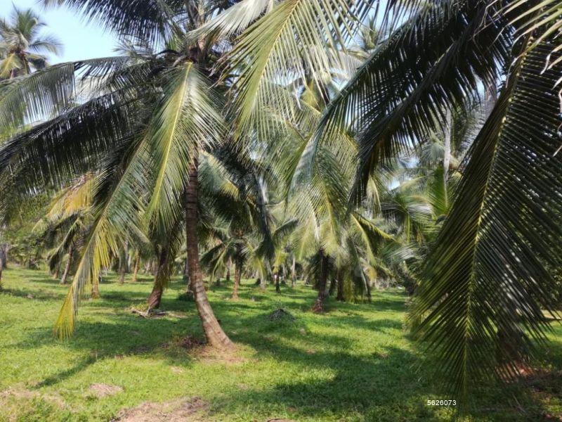 Coconut land for sale in Negombo - Negombo/ Waradala 06 Acres Coconut ...