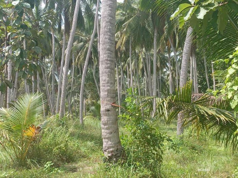 Coconut land for sale in Puttalam 300 Acres Land For Sale In Puttalam