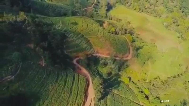 Tea land for Sale in Kandy - Kandy District 1250 Acres Two Tea Estates ...