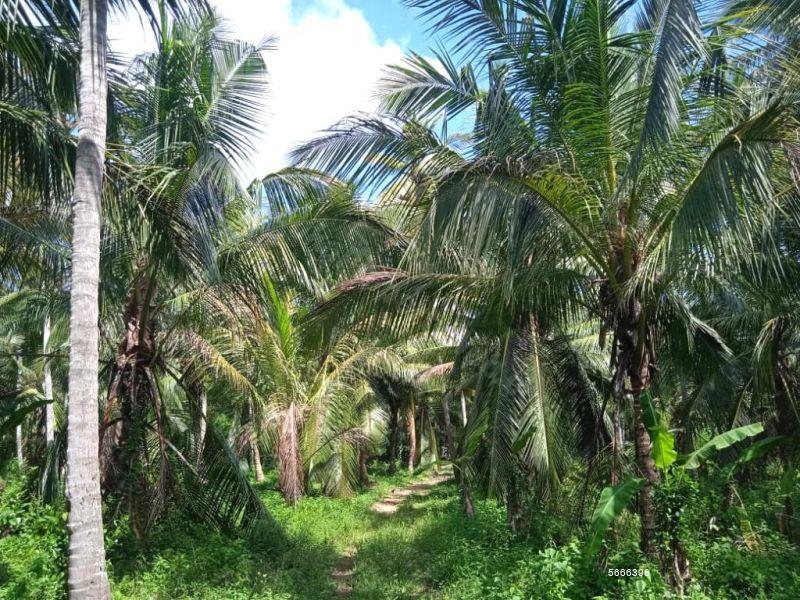  Coconut land for sale/rent