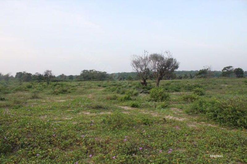  Bare Land for sale/rent