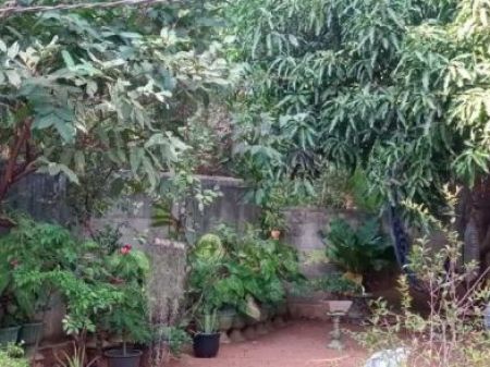 Garden - ✓ house for sell ( Anuradhapura )