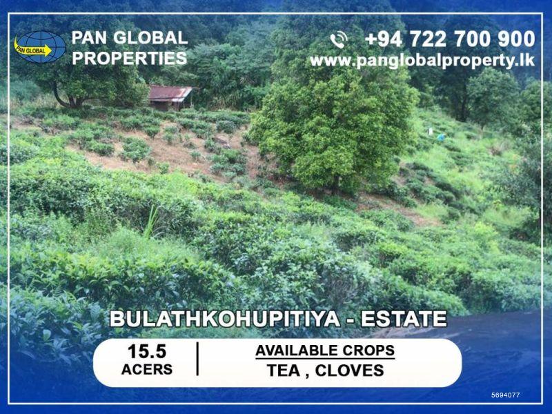  Tea land for sale/rent