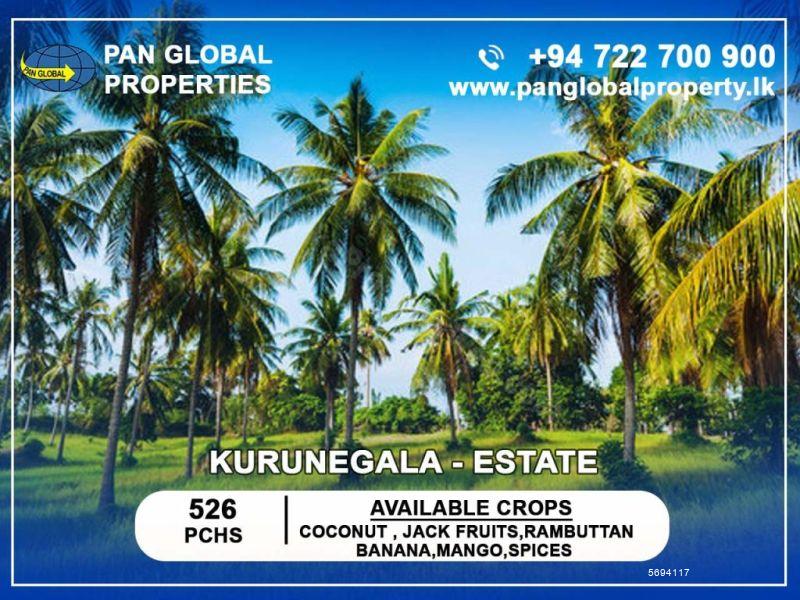  Coconut land for sale/rent