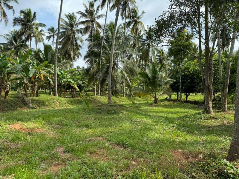  Coconut land for sale/rent