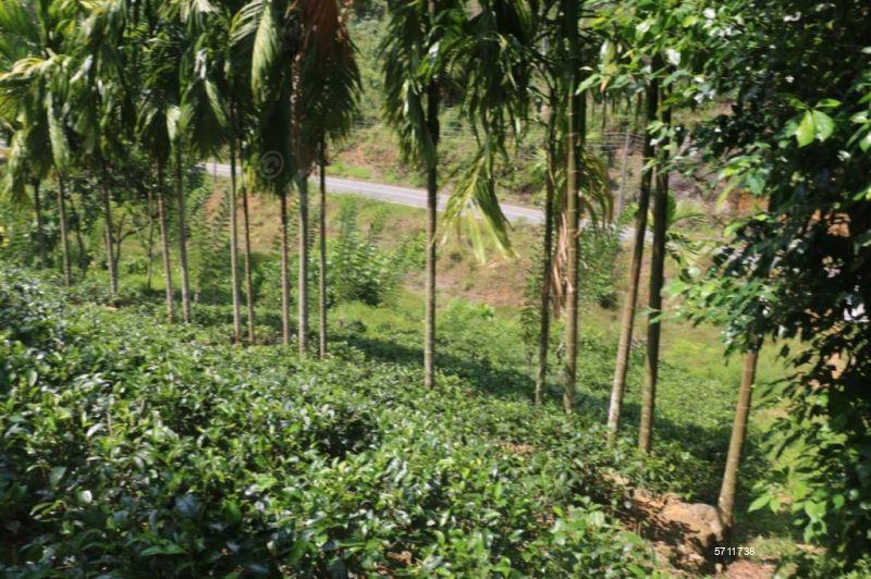  Tea land for sale/rent