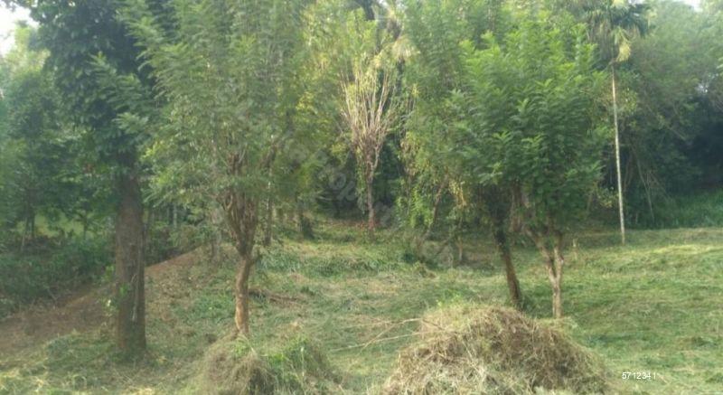  Cultivated Land for sale/rent