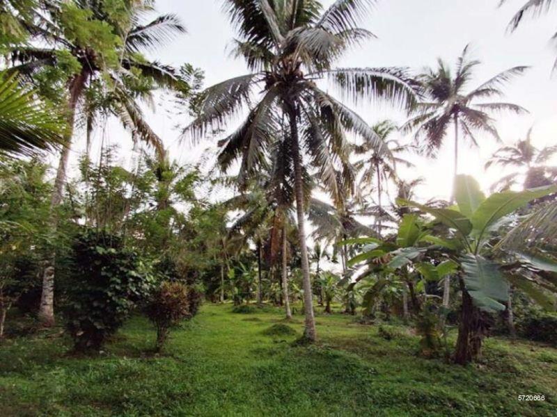 Gampaha Cultivated Land for sale/rent