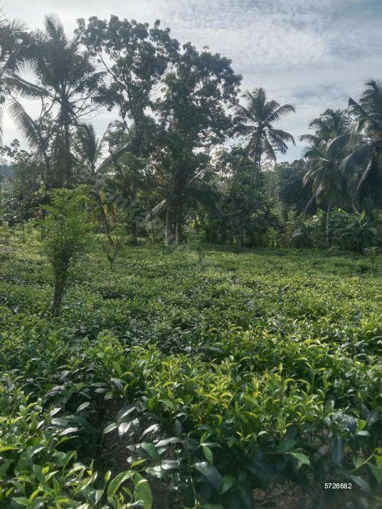 Galle Tea land for sale/rent