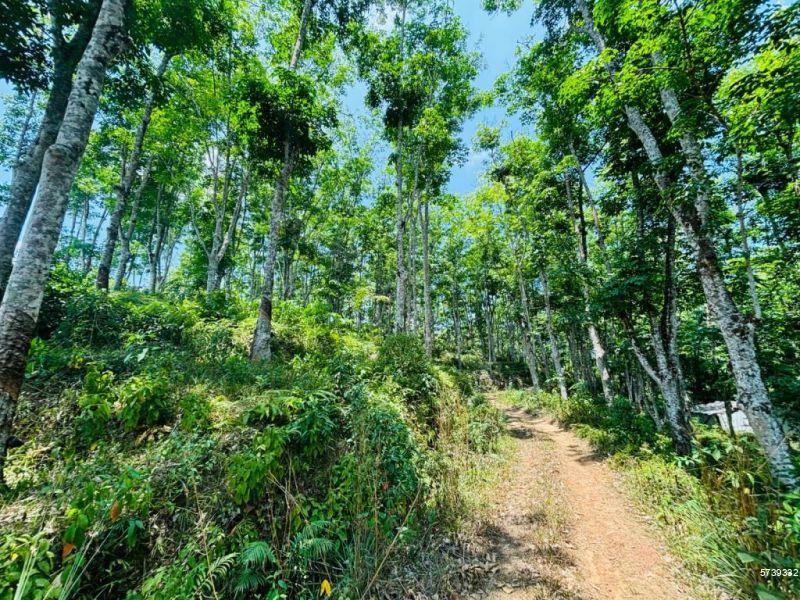 Matara Rubber land for sale/rent